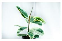 Ficus Elastic Mixed Rubber Plant