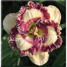 100 Pcs/Bag Fresh Bonsai Hemerocallis Middendorffii Daylily