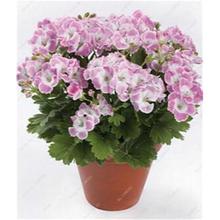 100 Pcs Colorful Bonsai Geranium Flower Rare Variegated Geranium Bonsai Potted Indoor Rooms Home Garden Flower For Bonsai Plant