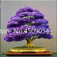 Hot Sale! 20 pcs American Maple Seedsplant Bonsai Tree Seedling