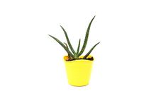 Aloe Vera Succulent Plant