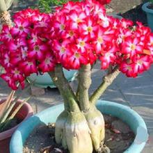 NuoNuoWell Mix Color Desert Rose Artificial Adenium Obesum Flower