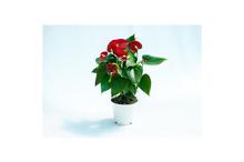 Anthurium Champion Red Flowering Plant