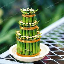 6 Kinds Lucky Bamboo Choose Potted Bonsai Variety Complete Dracaena plant The Budding Rate 95% 30 PCS/Pack