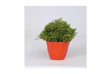 Selaginella Regular Pot 4 Inch