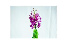 Dendrobium Orchid Plant