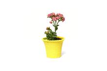 Kalanchoe Plant