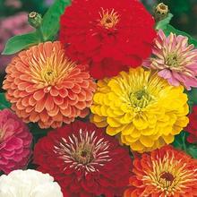 Zinnia Scabiosa Mixed Flower 20 Seeds For Garden and Balcony
