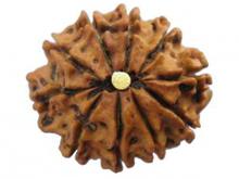 10 face Rudraksha