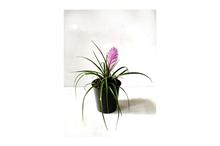 Tilandsia Air Plant with 4 Inch Grower Pot