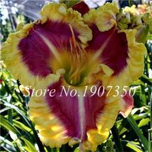 100 Pcs/Bag Fresh Bonsai Hemerocallis Middendorffii Daylily