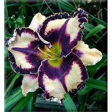 New 100 Pcs/Bag Fresh Rare Hybrid Daylily Flowers Hemerocallis Lily Indoor Bonsai Home Garden Supplies for Flower Pot