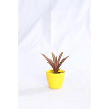 Bromelaids Regular Pot 4 Inch