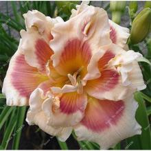 New 100 Pcs/Bag Fresh Rare Hybrid Daylily Flowers Hemerocallis Lily Indoor Bonsai Home Garden Supplies for Flower Pot