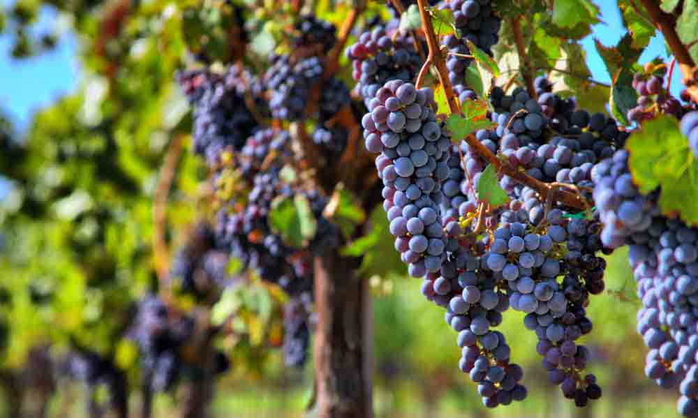 What is Champagne? Why is it expensive?