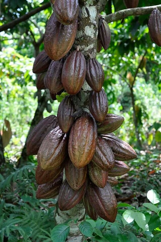 What are the benefits of Chocolate?