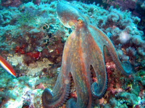 Octopus gaat er vandoor