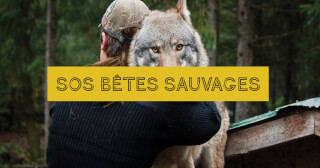 SOS bêtes sauvages 