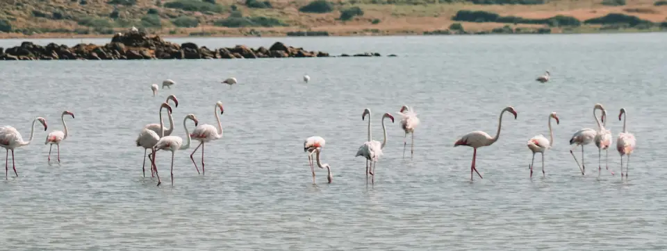 Seyfe Gölü Kuş Cenneti Kırşehir