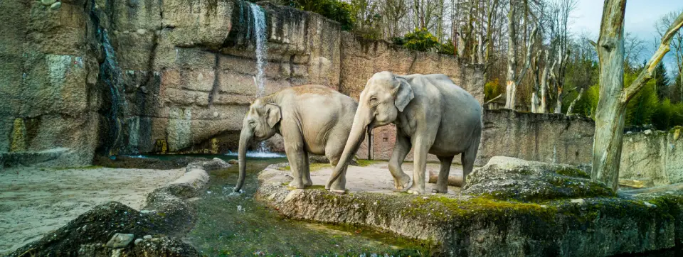 Zoo-Zurich.webp