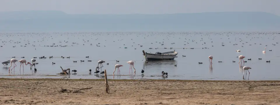 Bafa Gölü Faaliyetleri