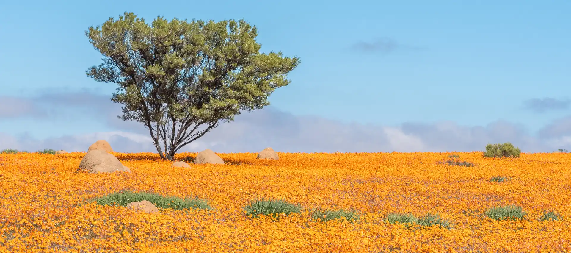 namaqualand.webp