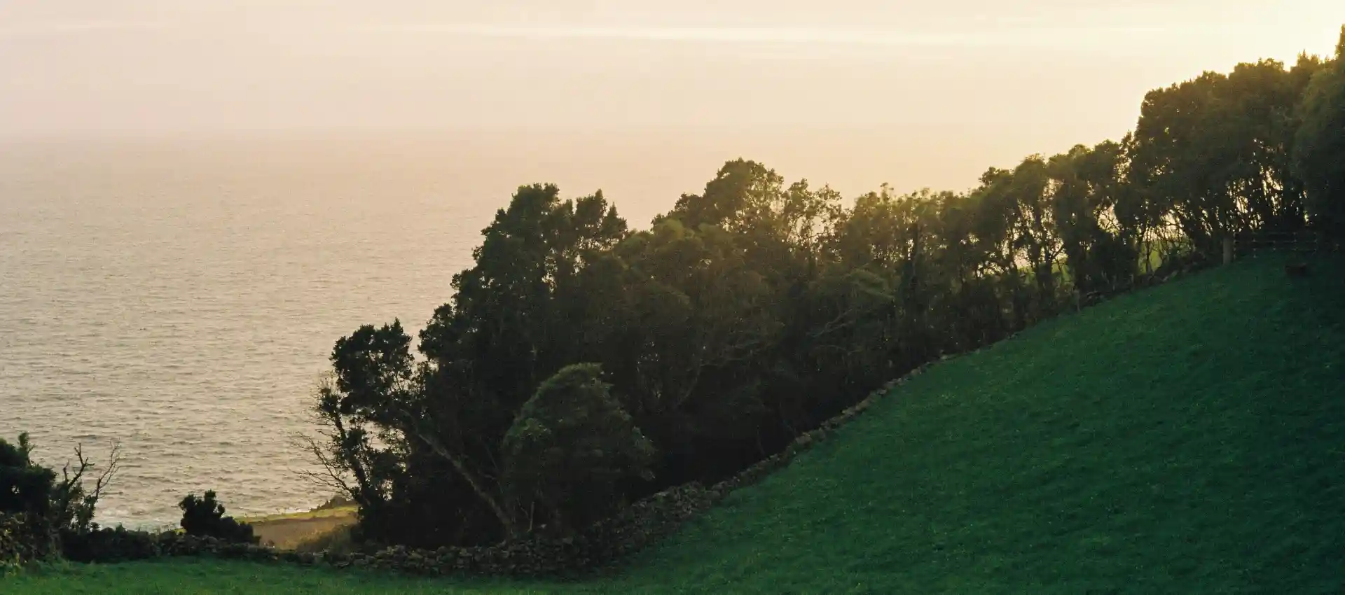 pico-adasi.webp