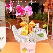 Orquídeas P Denphal