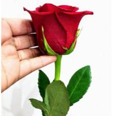 1 Rosa Vermelha Natural Importada