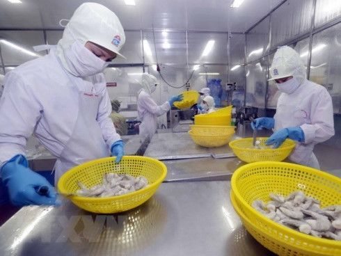 EU remains top market of Vietnamese shrimp