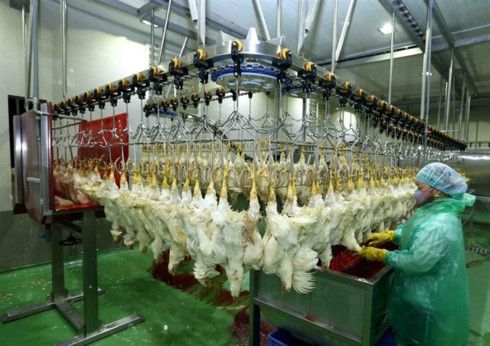 High supply gives Vietnam's poultry firms chance to reach export markets