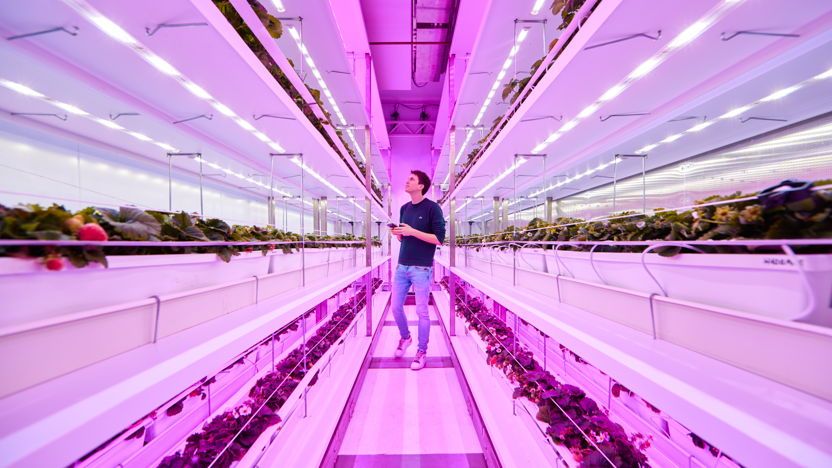 Horticultural Days at the World Expo in Dubai