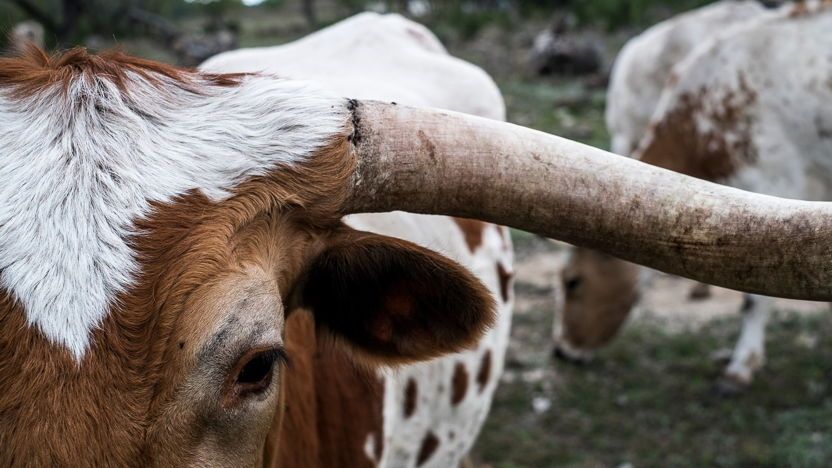 Marktrapport Landbouw in Texas