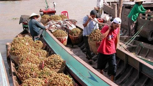 Vegetable, fruit export growth slows down