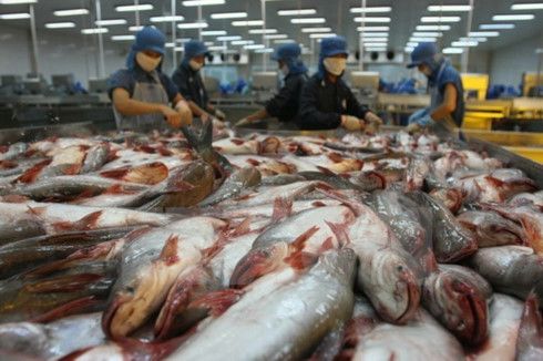 Vietnam could face tra fish oversupply