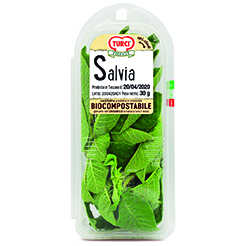 SALVIA TOSCANA