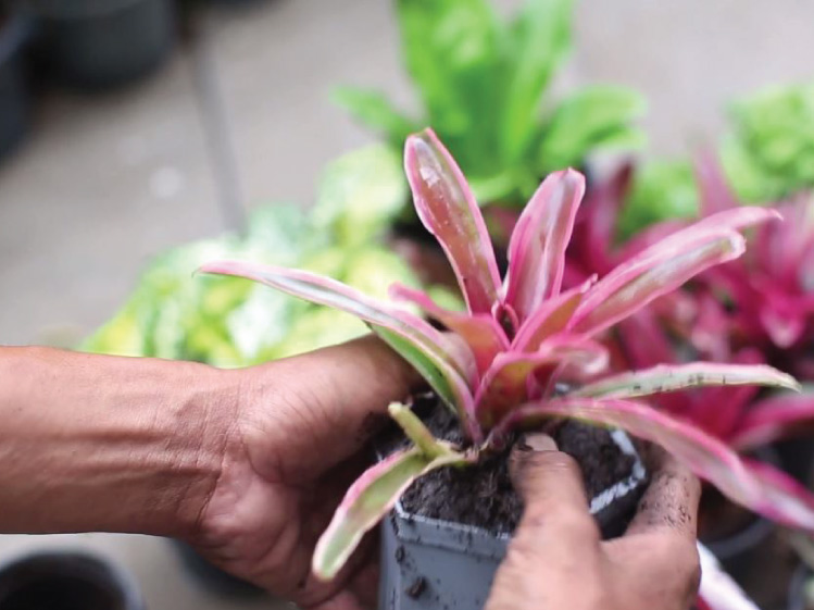 SCG-Modular-Green-Hive-ใส่ต้นไม้-ดิน