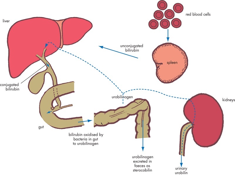Схема превращения билирубина в кишечнике