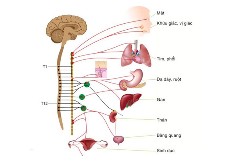 Có những triệu chứng rối loạn thần kinh thực vật nào liên quan đến tiêu hóa?
