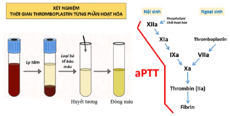 3. Các Yếu Tố Ảnh Hưởng Đến Kết Quả Xét Nghiệm APTT