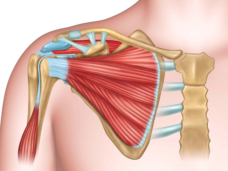 Find Out Diseases Related To Shoulder Ligaments And How To Treat Them? -  Diag