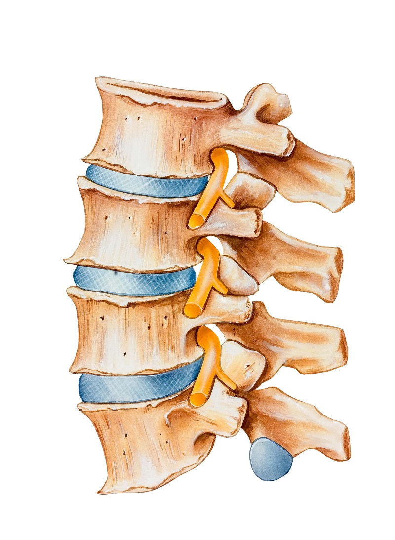 Herniated disc - Symptoms, Causes and Treatments