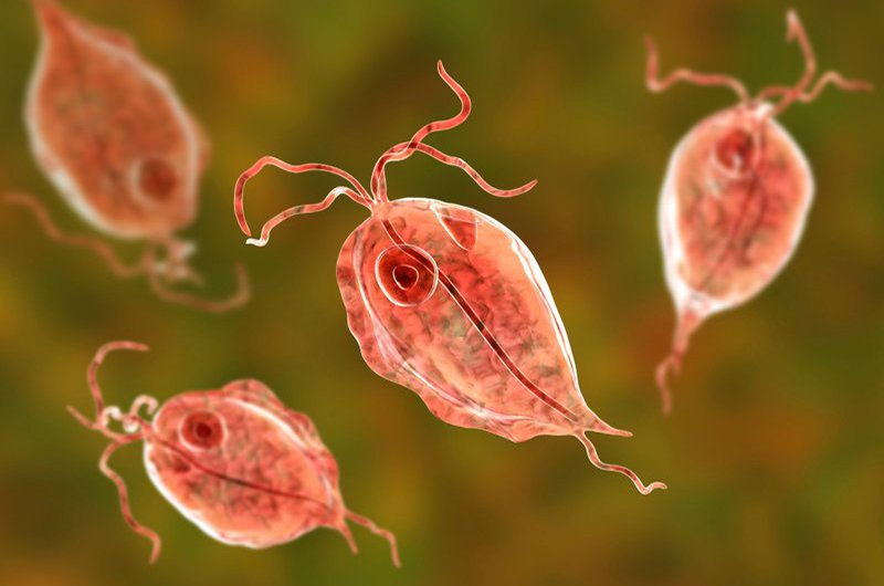 Are Parasites' Infection Harmful to Human Health? - Diag