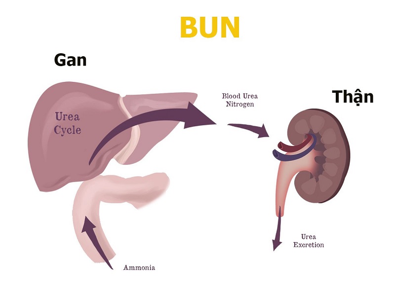 B.U.N là viết tắt của cụm từ gì?
