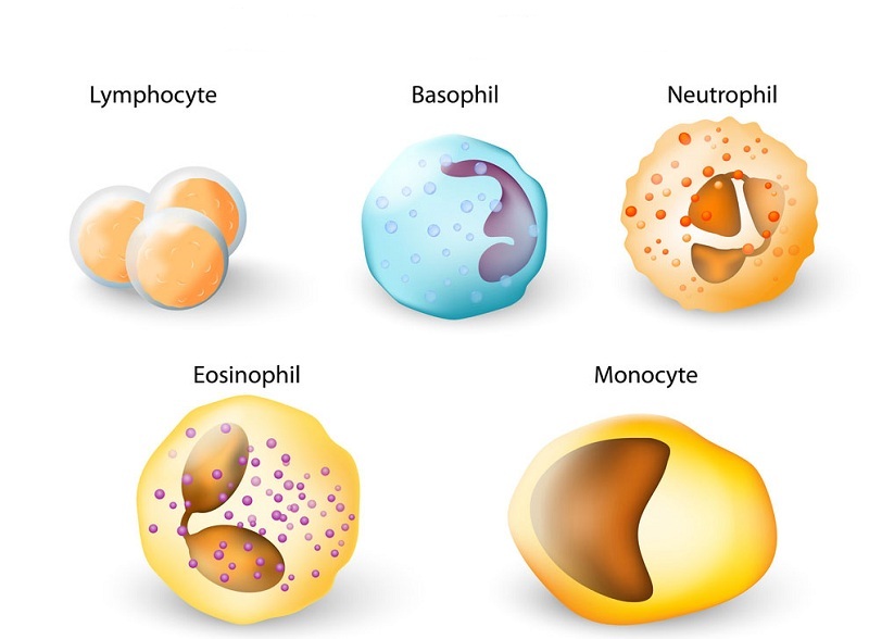 Chỉ số bạch cầu là gì trong bộ xét nghiệm tế bào máu?
