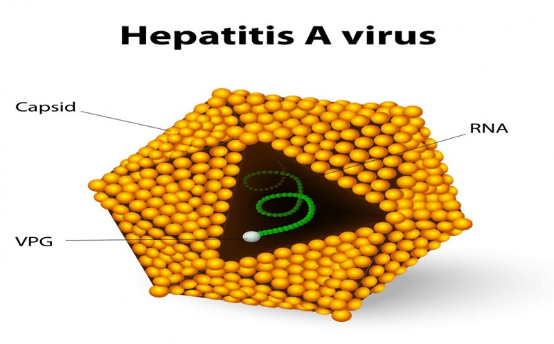 What You Need To Know About Hepatitis A Test - Diag