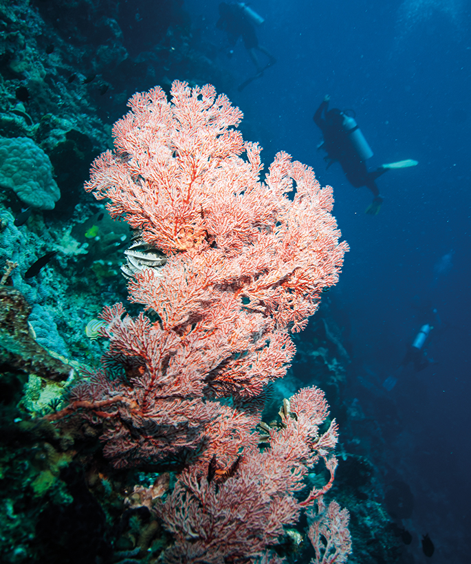 8 pulau kecil indonesia belum terjamah - derawan island terumbu karang