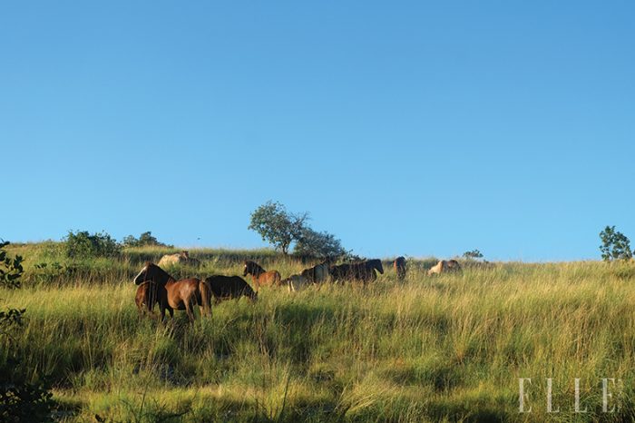 sumba puru kambera - sandy thema - elle indonesia