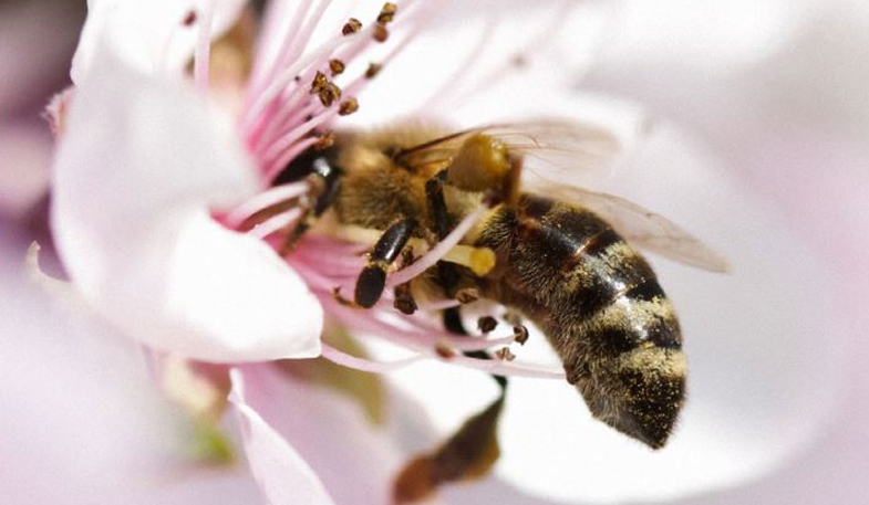 Melestarikan Lebah Bersama Guerlain Lewat 1 Post Instagram