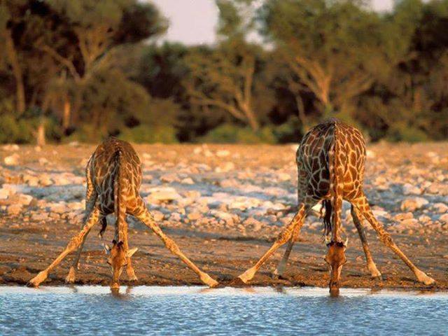 Giraffe